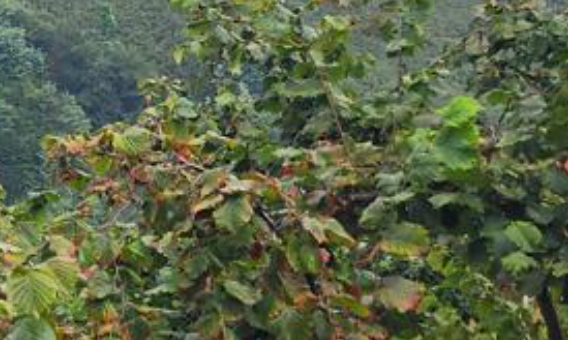 Ordu fındık bahçesi